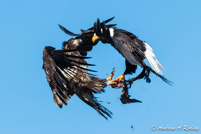 midair food fight between adult and immature bald eagles