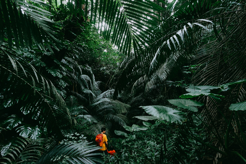 Jungle hiking in tropical rainforest of Iriomote Island, Japan, Okinawa