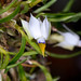 dendrobium cyanocentrum alba