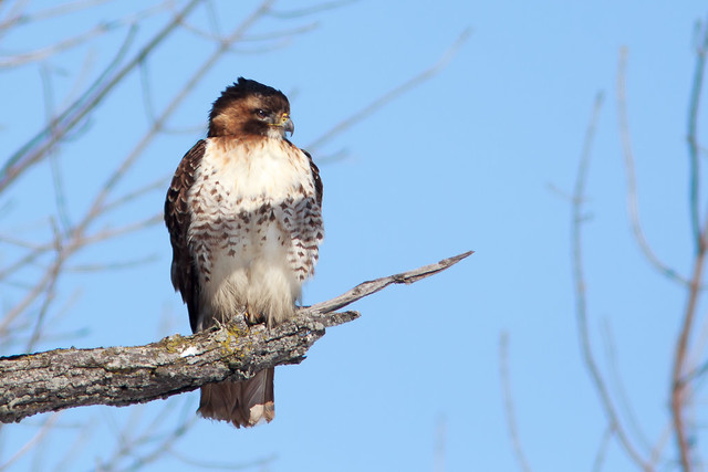 Red-Tailed Hawk | Mississauga, ON