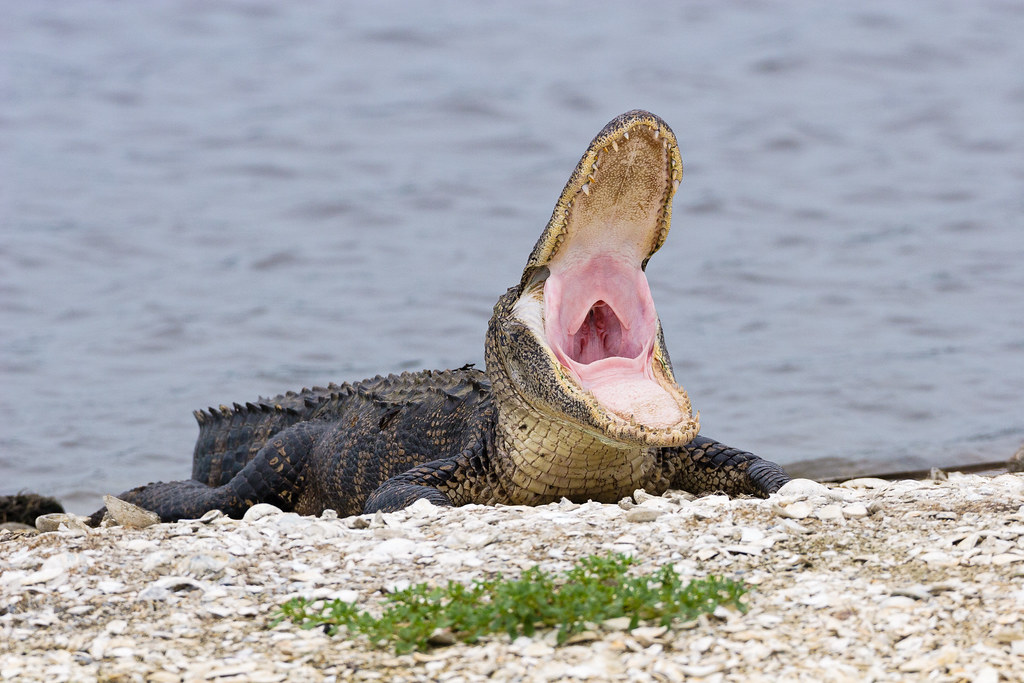 An alligator yawns with its mouth wide open on a small island in the freshwater lagoon of Huntington Beach State Park in Murrells Inlet, South Carolina in July 2007