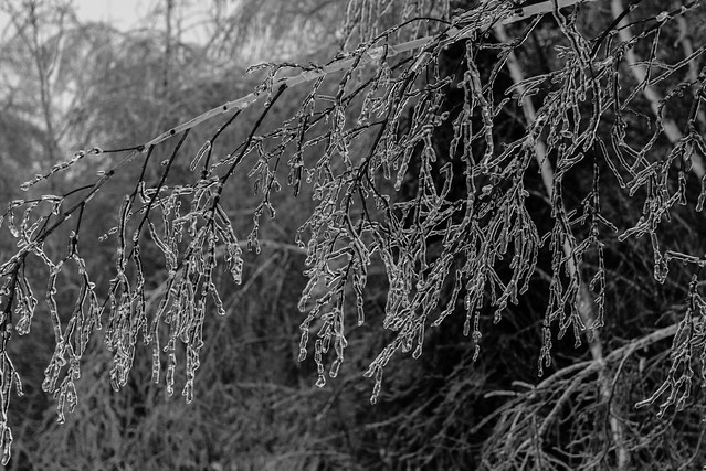 Crystalized branches.