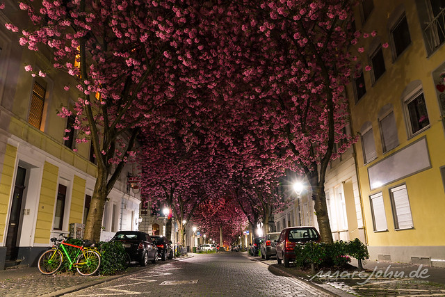 Kirschblüten in der Bonner Heerstrasse - Cherry Blossom Avenue Bonn