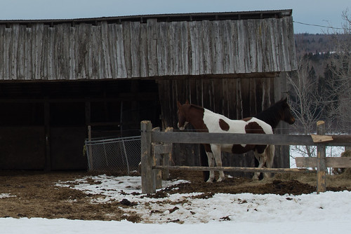 canada newbrunswick shawnharquail travel horse rural shawnharquailcom snow winter