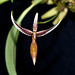 bulbophyllum speciosum