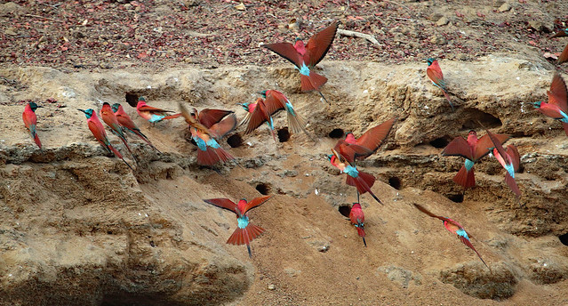 Northern carmine bee-eater colony at the Junction Pool in Zakouma National Park in Chad