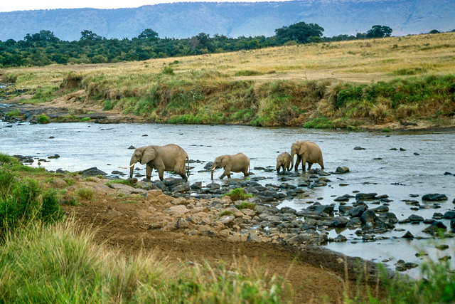 Elephants crossing Mara River, Masai Mara