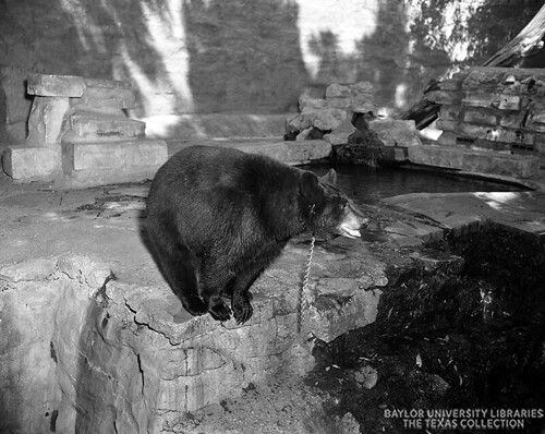 Baylor Bear Mascot in Bear Pit, 1950 (1)