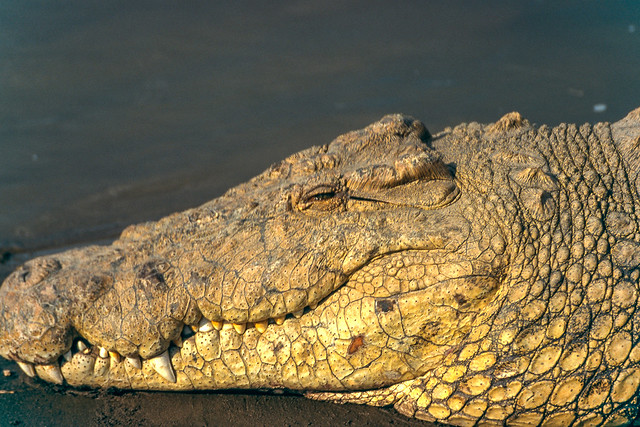Crocodile, Masai Mara