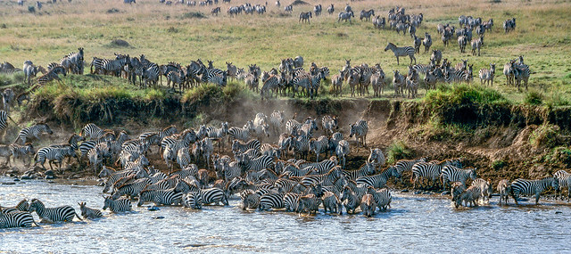 Zebra crossing Mara River