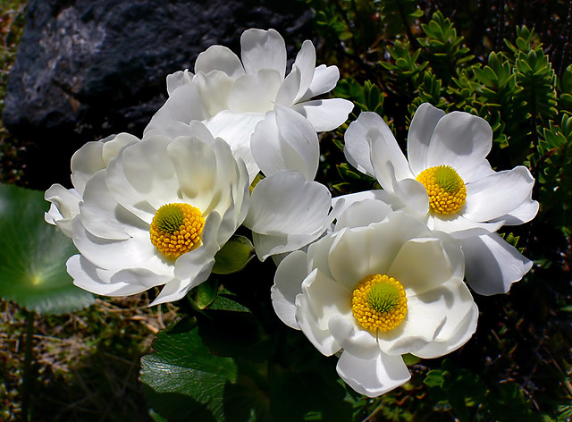 The Mount Cook lily.