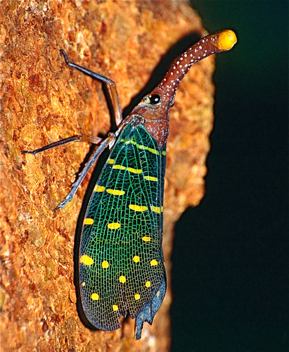 Pyrop Laternbug Lantern Bug (Pyrops intricatus) | Niah Caves NP, Sarawak, MA… | Flickr