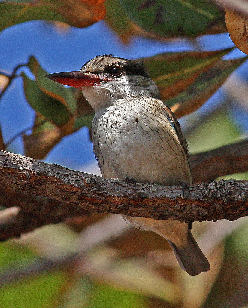Striped Kingfisher, Halcyon chelicuti - a photo on Flickriver