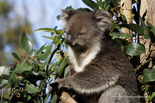 Koala - Kangaroo Island, Australia