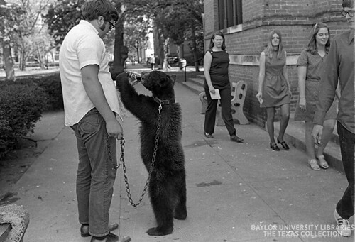 Baylor Bear Mascot Drinking Dr Pepper, 1971