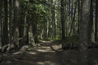 Strychnine Ridge Trail 319