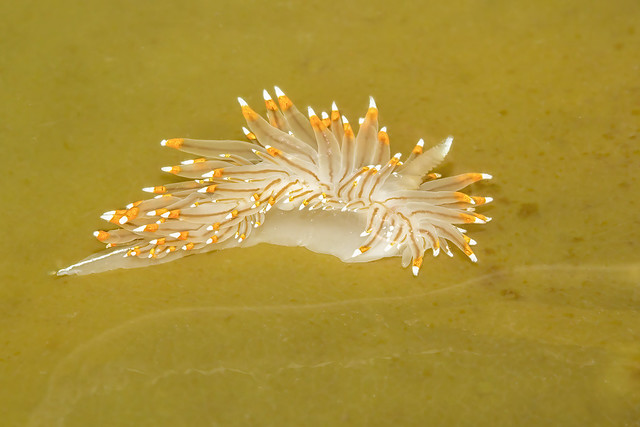 White-and-orange-tipped Nudibranch, Janolus fuscus