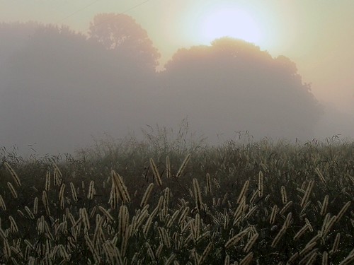 September Sunrise by Steve Likens, Sunrise on foggy a September morning in Tate County, Mississippi fog sunrise mississippi grain septe