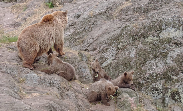 Brown bear mother and cubs (Ursus arctos), Kolmården