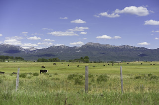 Long Valley cows