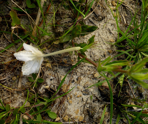 may2014 nightfloweringwildpetunia ruellianoctiflora cr2224