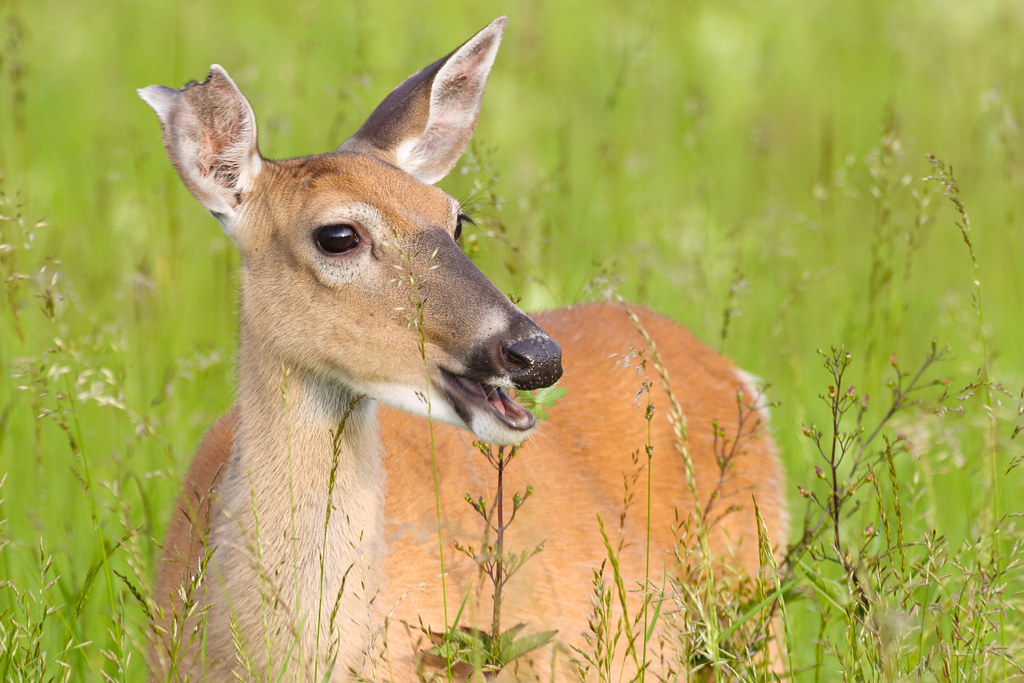 A white-tailed doe grazes in a meadow late in the day at Shenandoah National Park