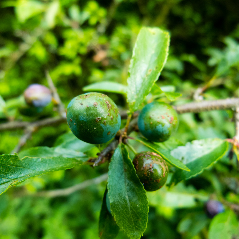 Unripe sloes with scabby skin