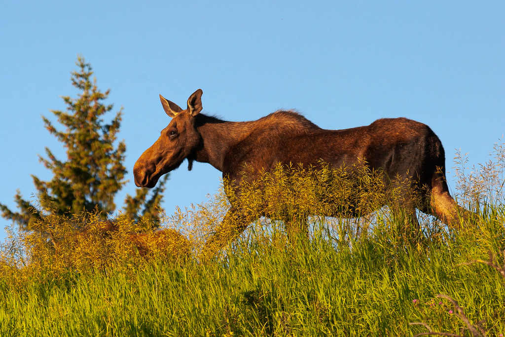 A moose cow walks with her calf early one morning in Yellowstone National Park in July 2004