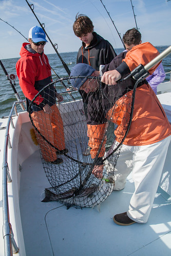 Striped bass fishing on the Chesapeake Bay | by chesbayprogram