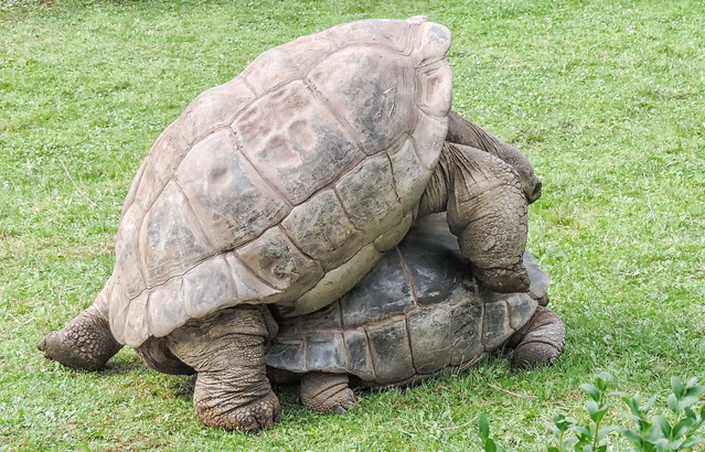 Santa-Cruz Galápagos tortoise (Chelonoidis nigra porteri), Prague Zoo