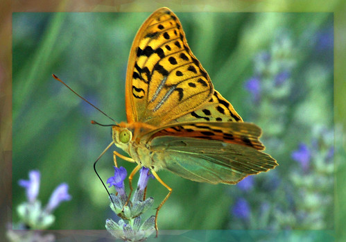 Nacarada / Argynnis Paphia / Silver Washed Fritillary