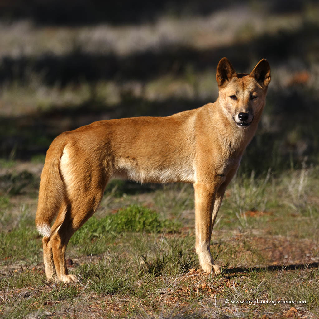 Dingo | The Dingo is Australia's wild dog. It is found in Au… | Flickr