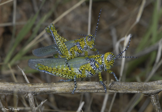 Panther-spotted Grasshoppers