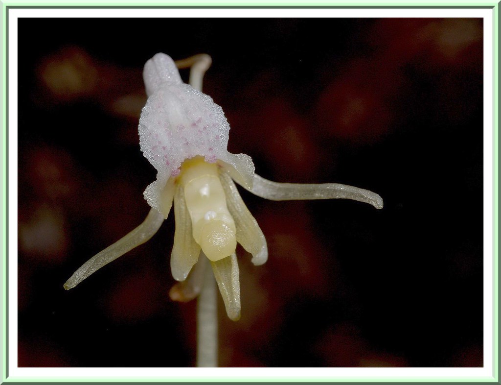 Orchidée Epipogon sans Feuille / Epipogium Aphyllum