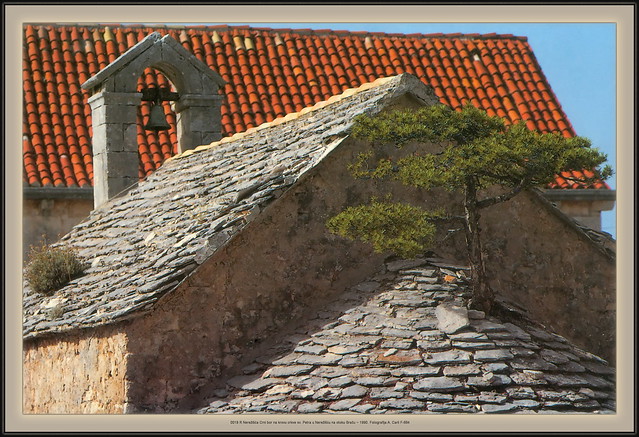 Croatia Brač 0019 R Nerežišća Crni bor na krovu crkve sv. Petra u Nerežišću na otoku Braču ~ 1990. Fotografija A. Carli. F-684