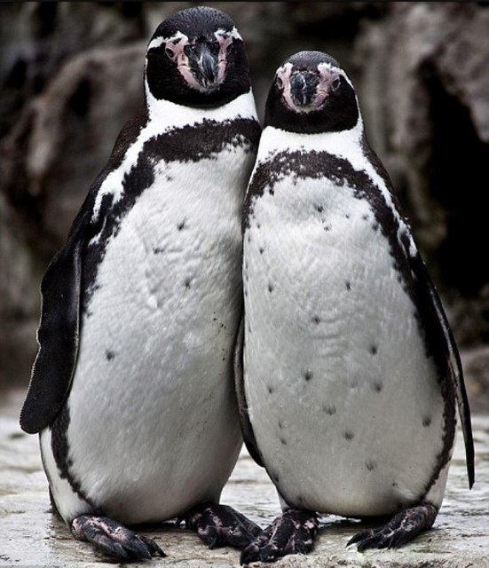 The Humboldt Penguin, Isla Choros, Norte Chile.