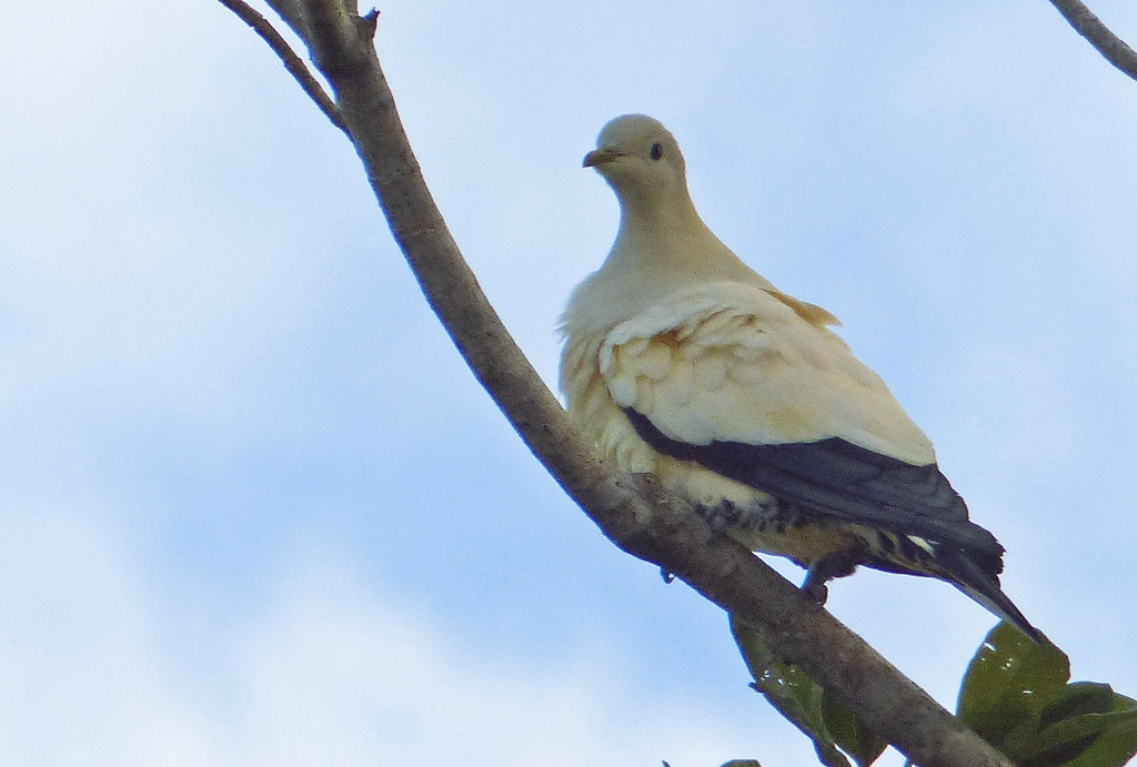 Torresian Imperial-pigeon (Ducula spilorrhoa)