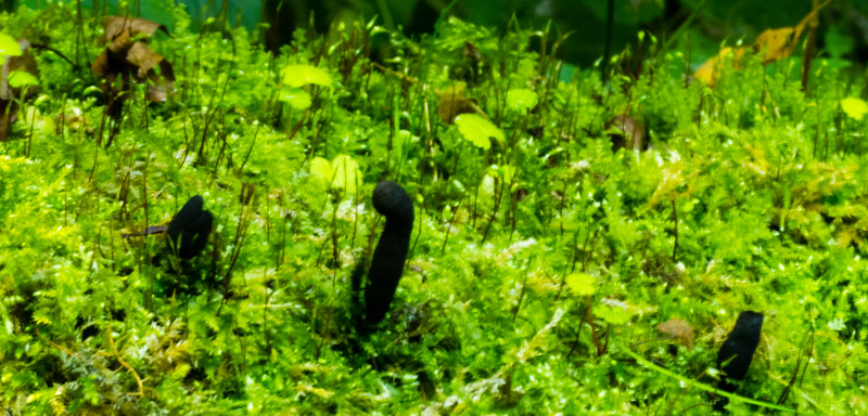Dead man's fingers on a mossy stump