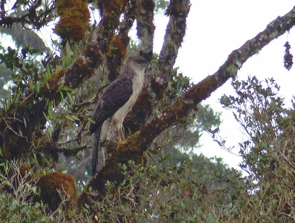 Papuan Eagle, New Guinea Eagle (Harpyopsis novaeguineae)