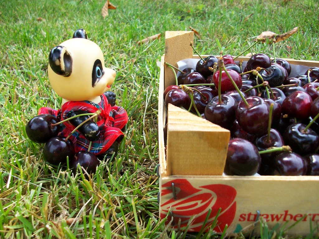 I pick the cherries / Raccolgo le ciliegie