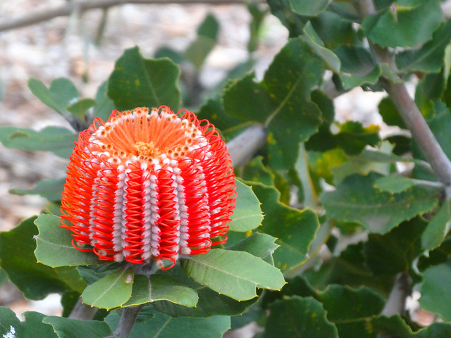 Mt Barker Banksia Farm near the Porongorup Ranges. The Scarlet Banksia endemic to the Stirling Range area. Banksia coccinea.