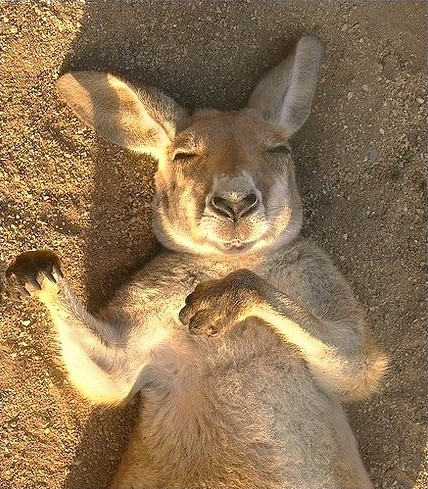 The Sleeping Kangaroo Series ~ ...zZzZzZzZzzz...