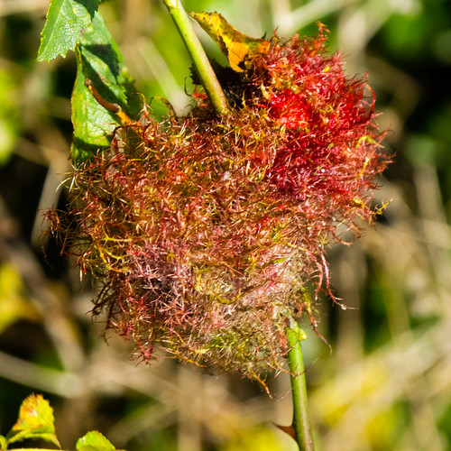 Autumn colours: robin's pincushion gall