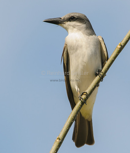 Kingbird: Gray Kingbird | by ReinhardG