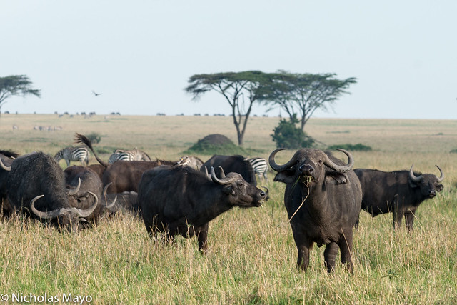 Small Buffalo Herd Grazing