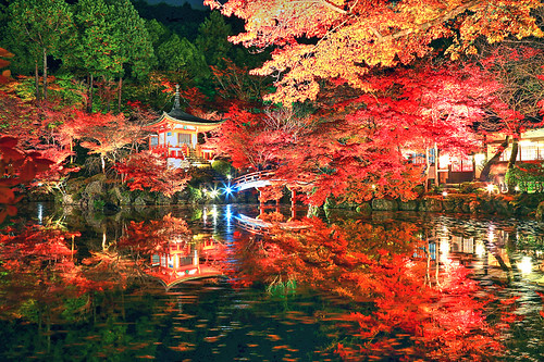 Daigoji Momiji by hapulcu, Daigoji temple, Kyoto, Japan, during the nighttime illumination of the red maple leaves (momiji). T