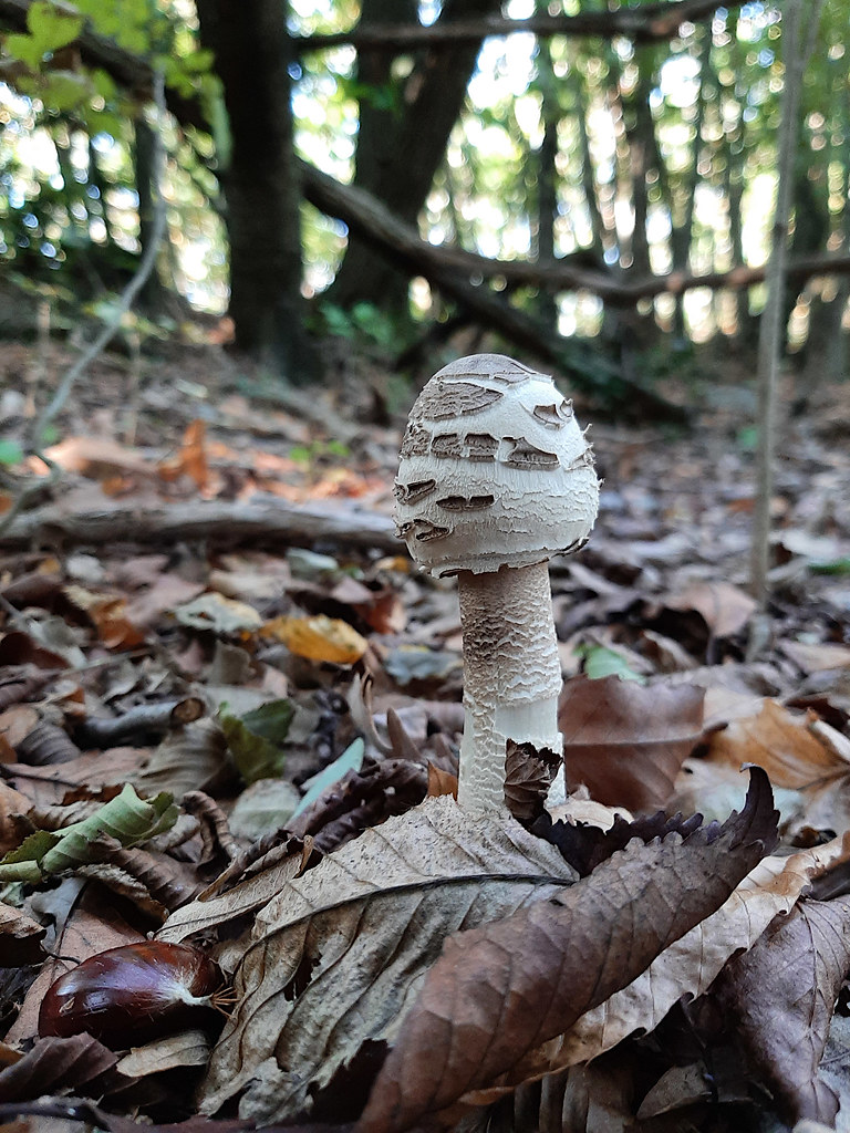 Un piccolo fungo / A small mushroom