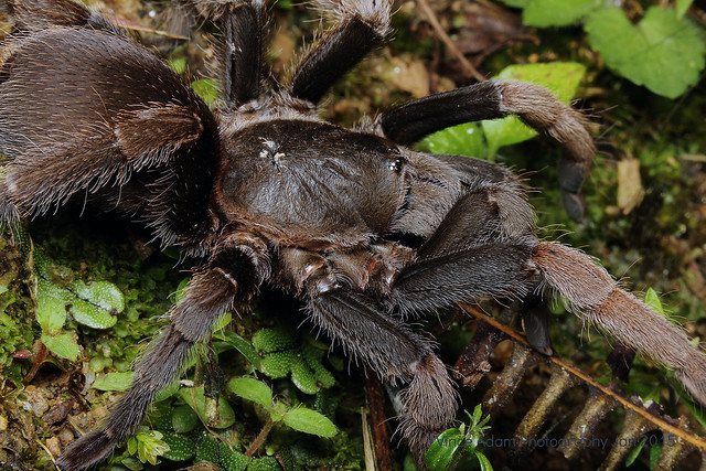 Tarantula (Coremiocnemis obscura sp. nov.), female