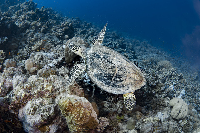 Hawksbill sea turtle-Tortue imbriquée (Eretmochelys imbricata)