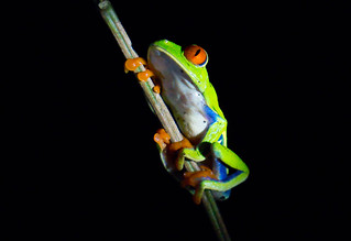 Red-eyed tree frog at night | by tctyin
